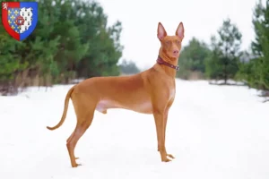 Mehr über den Artikel erfahren Pharaonenhund Züchter und Welpen in Pays de la Loire