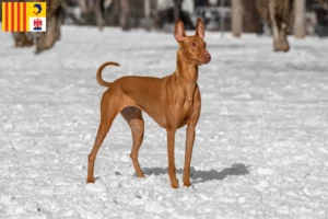 Mehr über den Artikel erfahren Pharaonenhund Züchter und Welpen in der Provence-Alpes-Côte d’Azur