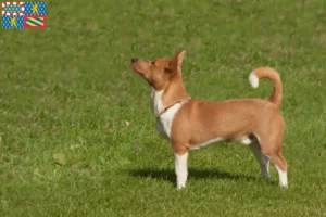 Mehr über den Artikel erfahren Podenco Züchter und Welpen in Bourgogne-Franche-Comté