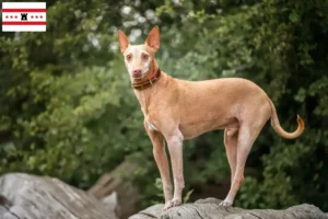 Mehr über den Artikel erfahren Podenco Züchter und Welpen in Drenthe