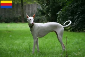 Mehr über den Artikel erfahren Podenco Züchter und Welpen in Nordholland