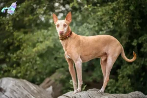 Mehr über den Artikel erfahren Podenco Züchter und Welpen in Nordjylland