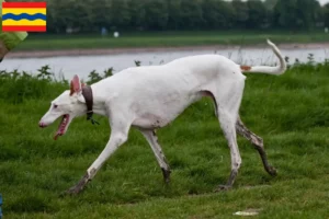 Mehr über den Artikel erfahren Podenco Züchter und Welpen in Overijssel