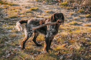 Mehr über den Artikel erfahren Polnischer Jagdspaniel Züchter