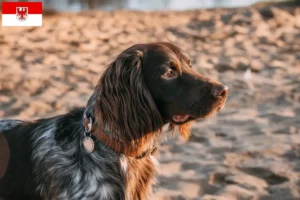 Mehr über den Artikel erfahren Polnischer Jagdspaniel Züchter und Welpen in Brandenburg