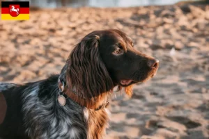 Mehr über den Artikel erfahren Polnischer Jagdspaniel Züchter und Welpen in Niedersachsen