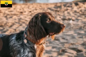 Mehr über den Artikel erfahren Polnischer Jagdspaniel Züchter und Welpen in Sachsen-Anhalt