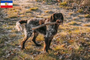 Mehr über den Artikel erfahren Polnischer Jagdspaniel Züchter und Welpen in Schleswig-Holstein