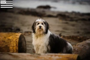 Mehr über den Artikel erfahren PON Züchter und Welpen in der Bretagne