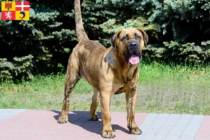 Mehr über den Artikel erfahren Presa Canario Züchter und Welpen in Auvergne-Rhône-Alpes