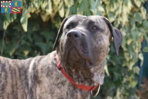 Mehr über den Artikel erfahren Presa Canario Züchter und Welpen in Bourgogne-Franche-Comté