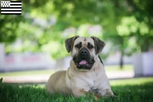 Mehr über den Artikel erfahren Presa Canario Züchter und Welpen in der Bretagne