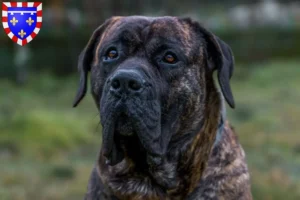 Mehr über den Artikel erfahren Presa Canario Züchter und Welpen in Centre-Val de Loire