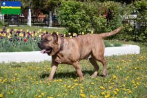 Mehr über den Artikel erfahren Presa Canario Züchter und Welpen in Flevoland