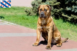 Mehr über den Artikel erfahren Presa Canario Züchter und Welpen in Friesland