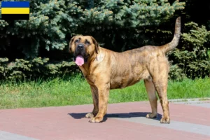 Mehr über den Artikel erfahren Presa Canario Züchter und Welpen in Gelderland