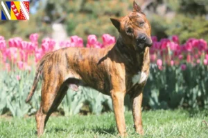 Mehr über den Artikel erfahren Presa Canario Züchter und Welpen in Grand Est