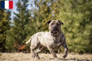 Mehr über den Artikel erfahren Presa Canario Züchter und Welpen in Guadeloupe