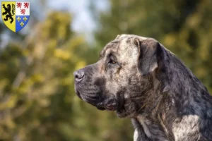 Mehr über den Artikel erfahren Presa Canario Züchter und Welpen in Hauts-de-France