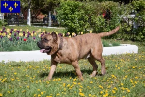 Mehr über den Artikel erfahren Presa Canario Züchter und Welpen in Île-de-France