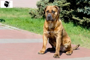 Mehr über den Artikel erfahren Presa Canario Züchter und Welpen auf Korsika