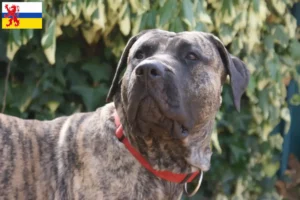 Mehr über den Artikel erfahren Presa Canario Züchter und Welpen in Limburg