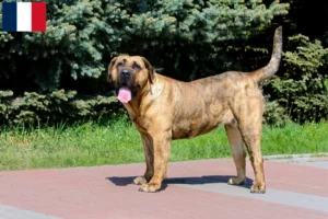 Mehr über den Artikel erfahren Presa Canario Züchter und Welpen in Martinique