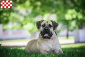 Mehr über den Artikel erfahren Presa Canario Züchter und Welpen in Nordbrabant