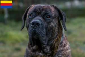 Mehr über den Artikel erfahren Presa Canario Züchter und Welpen in Nordholland