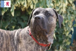 Mehr über den Artikel erfahren Presa Canario Züchter und Welpen in Nouvelle-Aquitaine