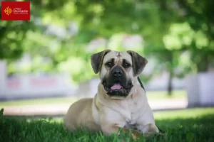 Mehr über den Artikel erfahren Presa Canario Züchter und Welpen in Okzitanien