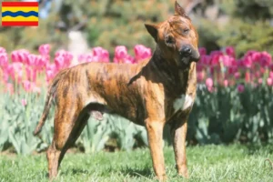 Mehr über den Artikel erfahren Presa Canario Züchter und Welpen in Overijssel