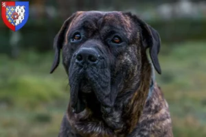 Mehr über den Artikel erfahren Presa Canario Züchter und Welpen in Pays de la Loire