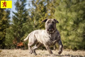 Mehr über den Artikel erfahren Presa Canario Züchter und Welpen in Südholland