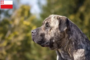 Mehr über den Artikel erfahren Presa Canario Züchter und Welpen in Utrecht