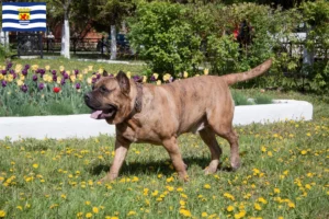 Mehr über den Artikel erfahren Presa Canario Züchter und Welpen in Zeeland