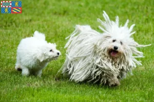 Mehr über den Artikel erfahren Puli Züchter und Welpen in Bourgogne-Franche-Comté