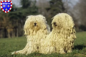 Mehr über den Artikel erfahren Puli Züchter und Welpen in Centre-Val de Loire