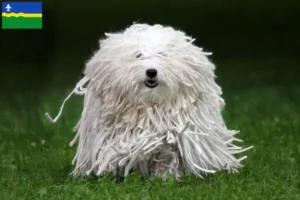 Mehr über den Artikel erfahren Puli Züchter und Welpen in Flevoland