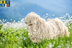 Mehr über den Artikel erfahren Puli Züchter und Welpen in Mähren-Schlesien