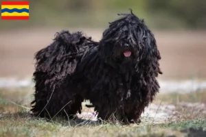 Mehr über den Artikel erfahren Puli Züchter und Welpen in Overijssel