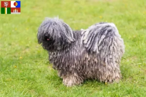 Mehr über den Artikel erfahren Puli Züchter und Welpen in Südböhmen