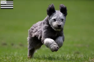 Mehr über den Artikel erfahren Pumi Züchter und Welpen in der Bretagne