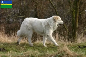 Mehr über den Artikel erfahren Pyrenäenberghund Züchter und Welpen in Flevoland