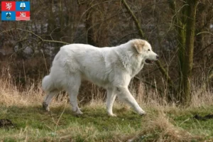 Mehr über den Artikel erfahren Pyrenäenberghund Züchter und Welpen in Karlsbad