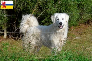 Mehr über den Artikel erfahren Pyrenäenberghund Züchter und Welpen in Limburg
