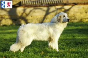 Mehr über den Artikel erfahren Pyrenäenberghund Züchter und Welpen in Nouvelle-Aquitaine