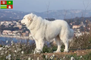 Mehr über den Artikel erfahren Pyrenäenberghund Züchter und Welpen in Pilsen