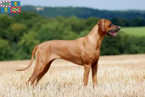 Mehr über den Artikel erfahren Rhodesian Ridgeback Züchter und Welpen in Bourgogne-Franche-Comté