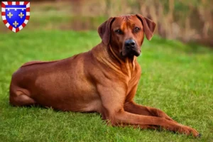 Mehr über den Artikel erfahren Rhodesian Ridgeback Züchter und Welpen in Centre-Val de Loire